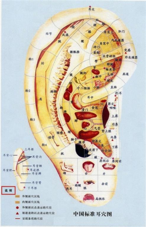 四 苍龙搅海 方法: 食指或中指指腹放于三角窝中往下方滑动,沿耳轮脚