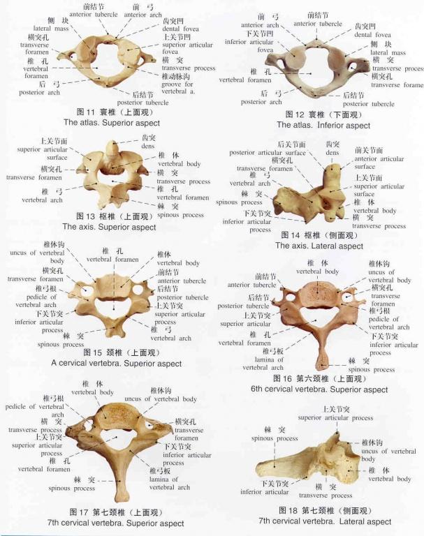 解剖图谱(标本)骨