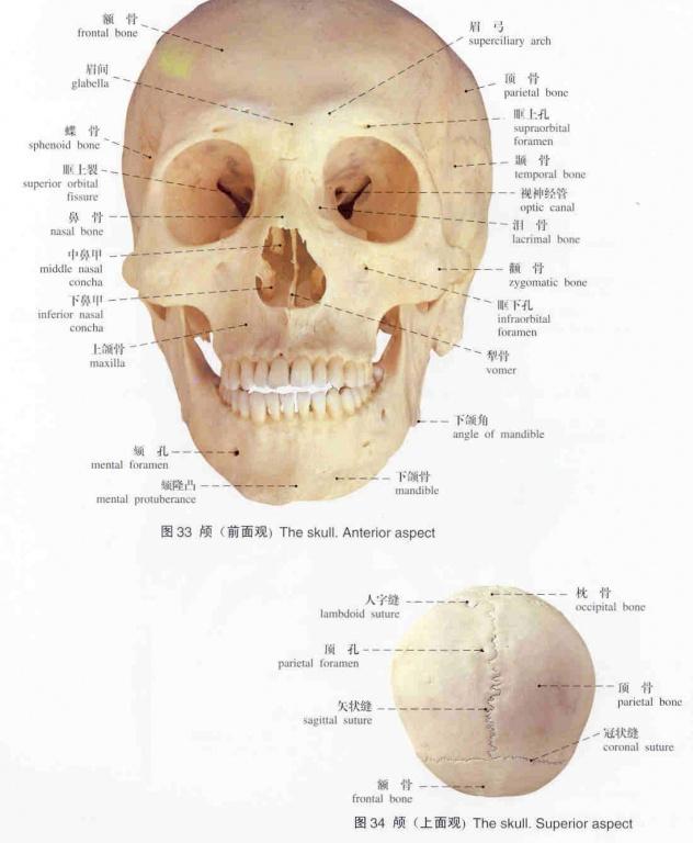 解剖图谱(标本)骨