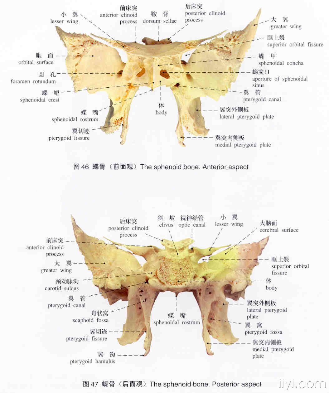 解剖图谱(标本)骨