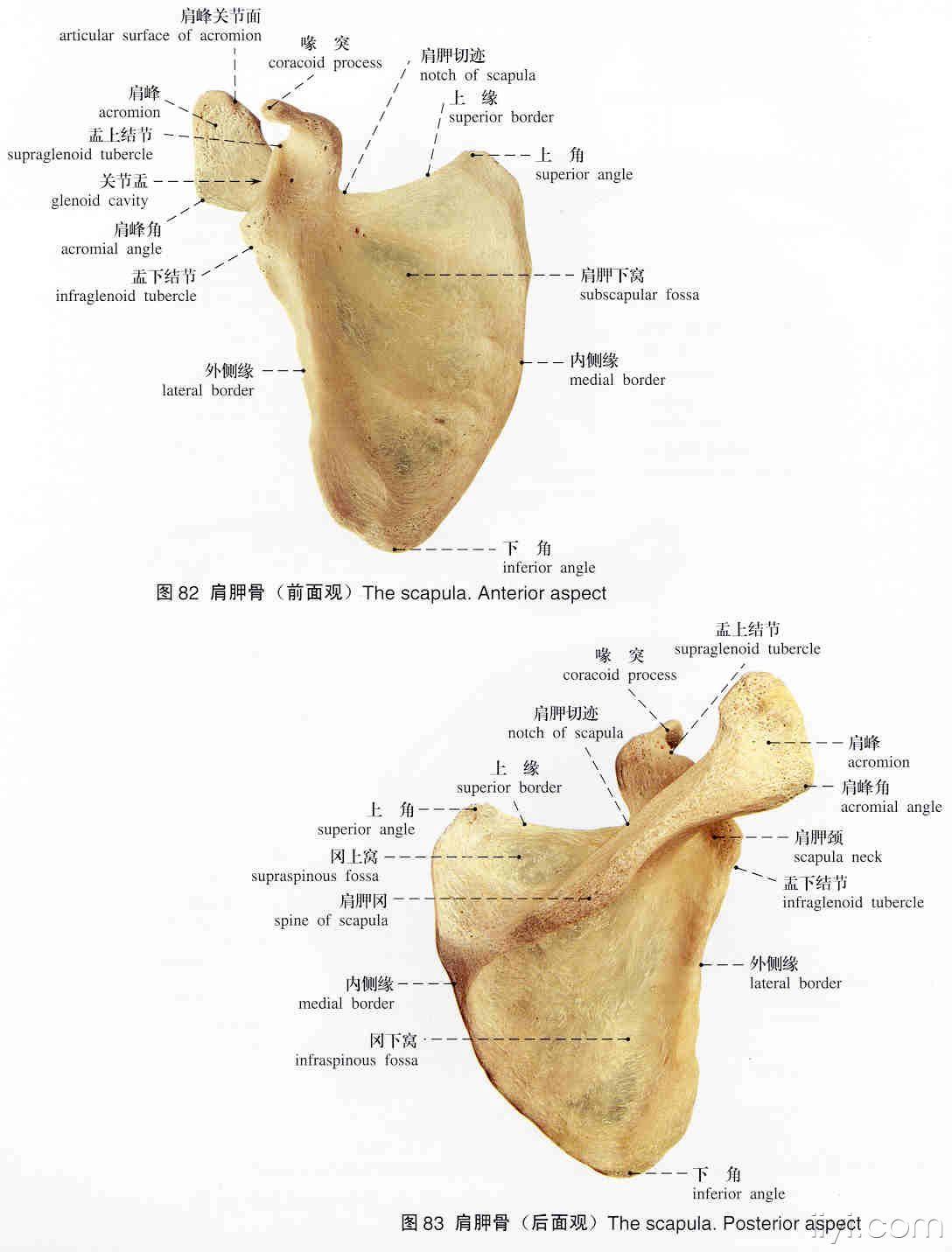 解剖图谱(标本)骨