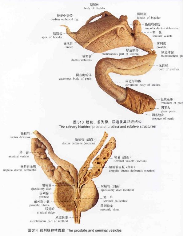 解剖图谱(标本)泌生