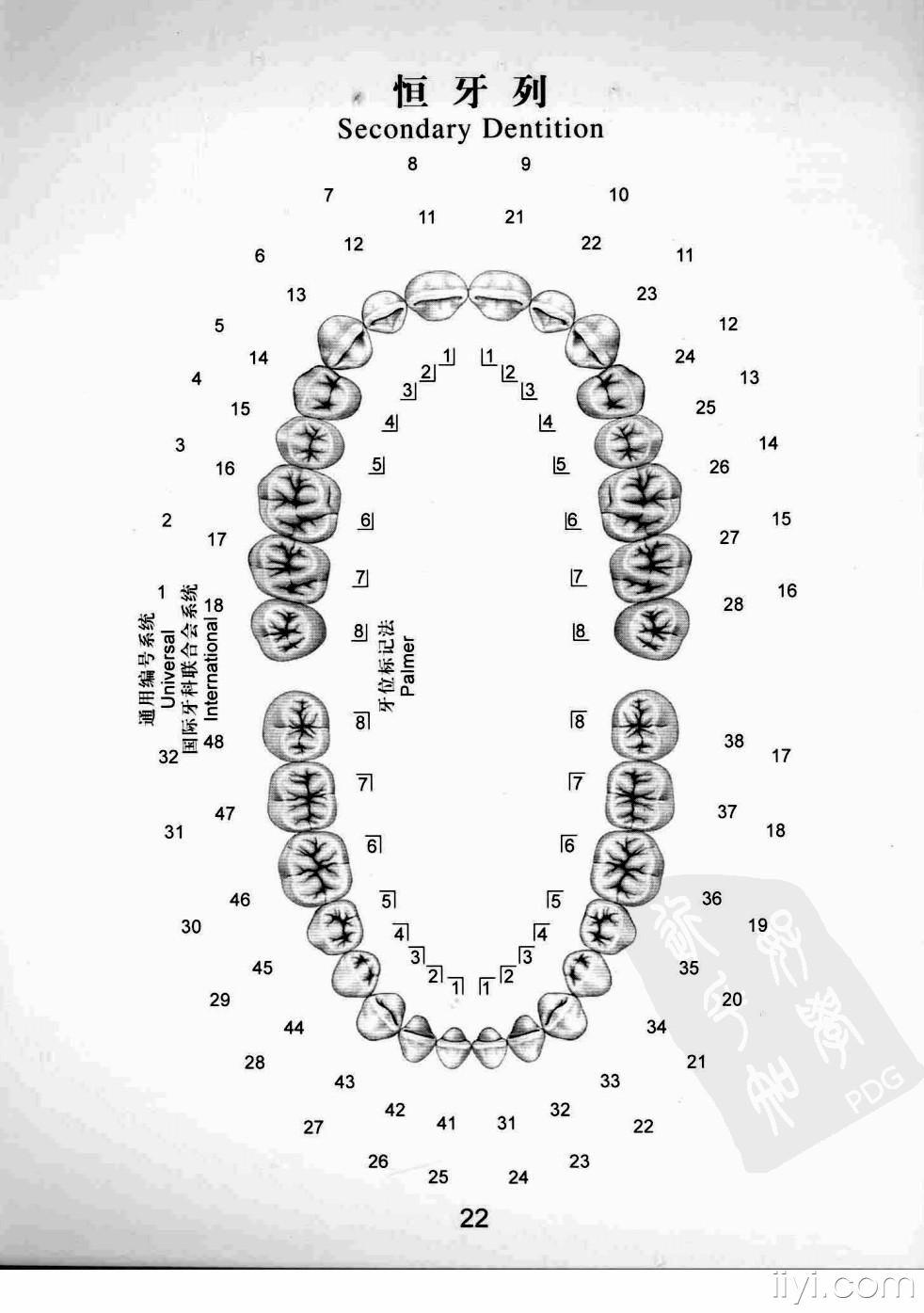牙位编号 - 口腔医学专业讨论版 - 爱爱医医学论坛