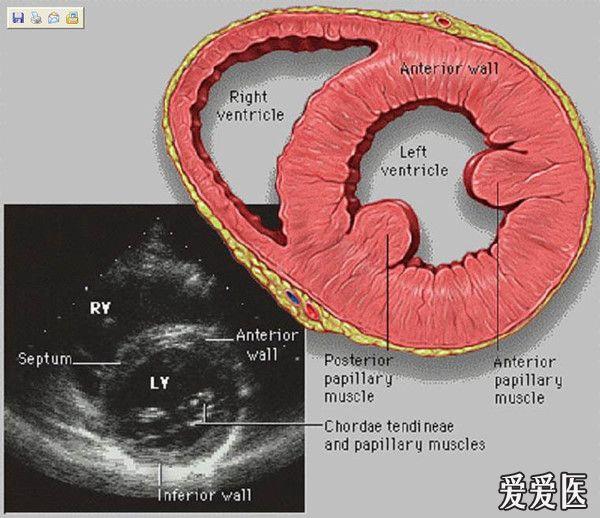 心脏超声解剖