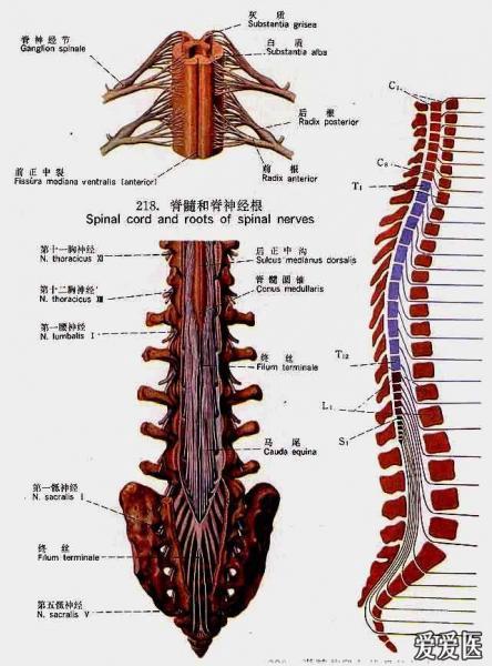 胸椎,颈椎,腰椎,骨棘突定位(图文学解)