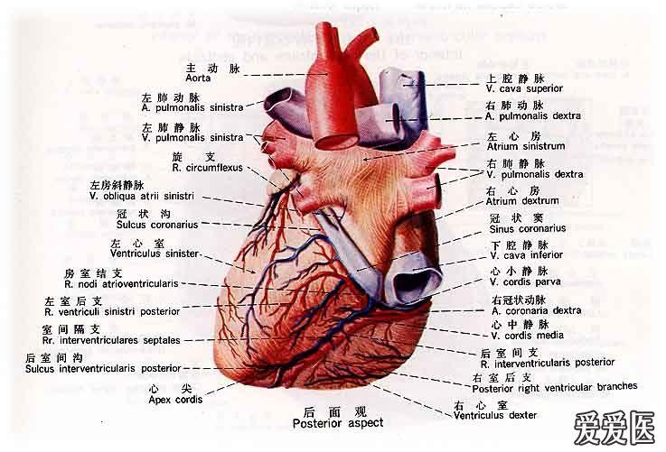 心脏解剖 - 本科教育与基础医学版 - 爱爱医医学论坛