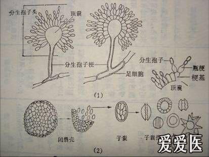 常见曲霉菌鉴定