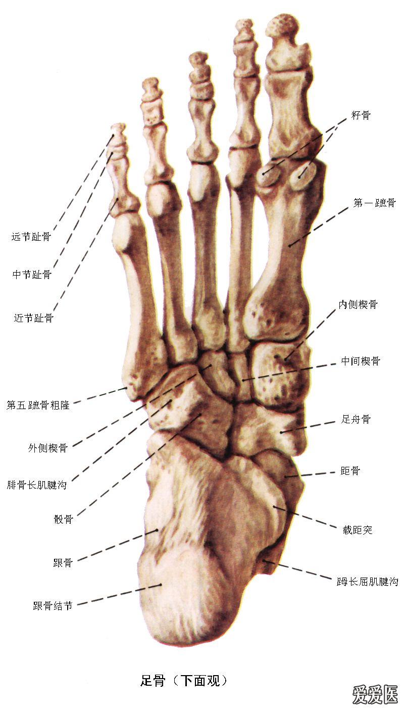 人体解剖彩色图谱(骨-连接)