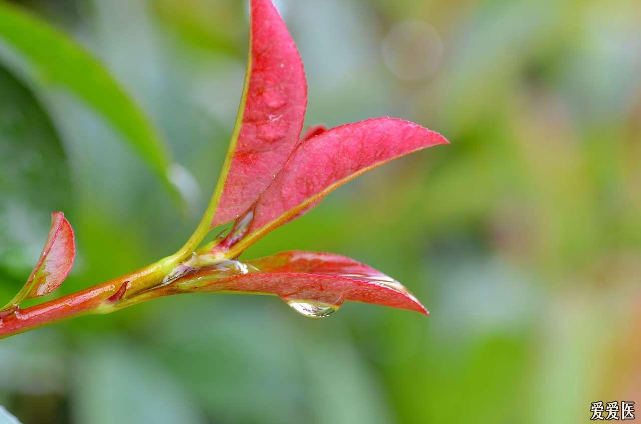 雨后露珠