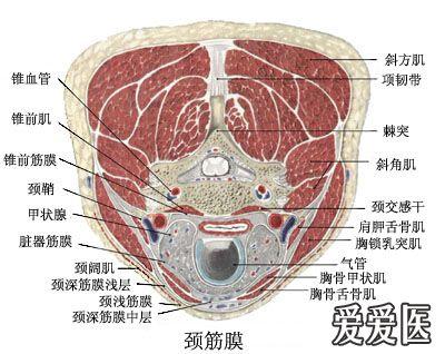 杜福辰:肌筋膜内静态残余张力增高是激痛点的主要病理