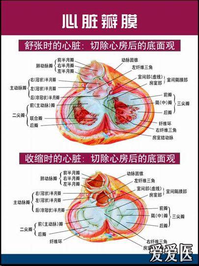 心脏解剖图 - 超声医学讨论版 - 爱爱医医学论坛-爱爱