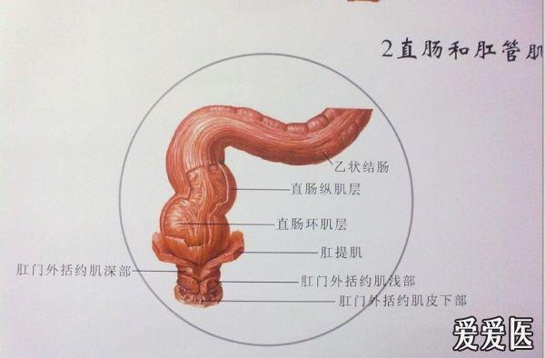 肛肠解剖挂图(自拍)