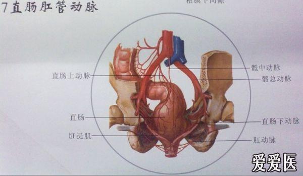 肛肠解剖挂图(自拍)