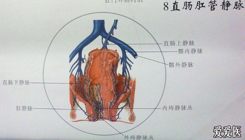 肛肠解剖挂图(自拍)