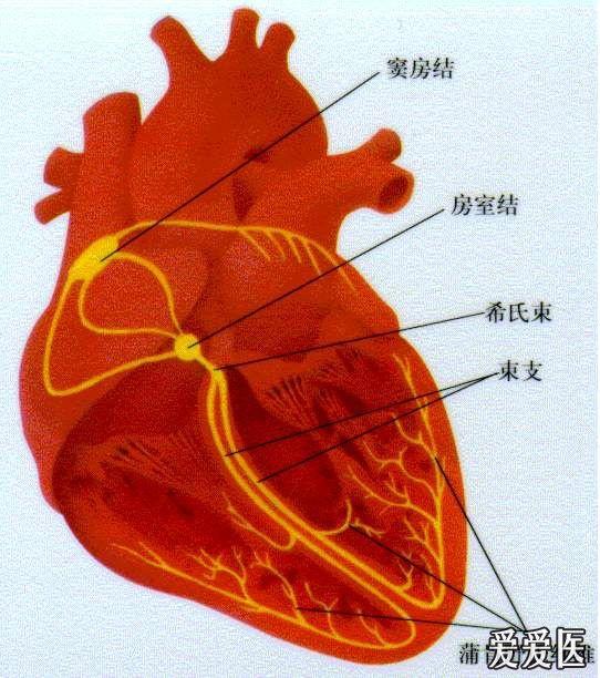 看图学心电04心律失常总论