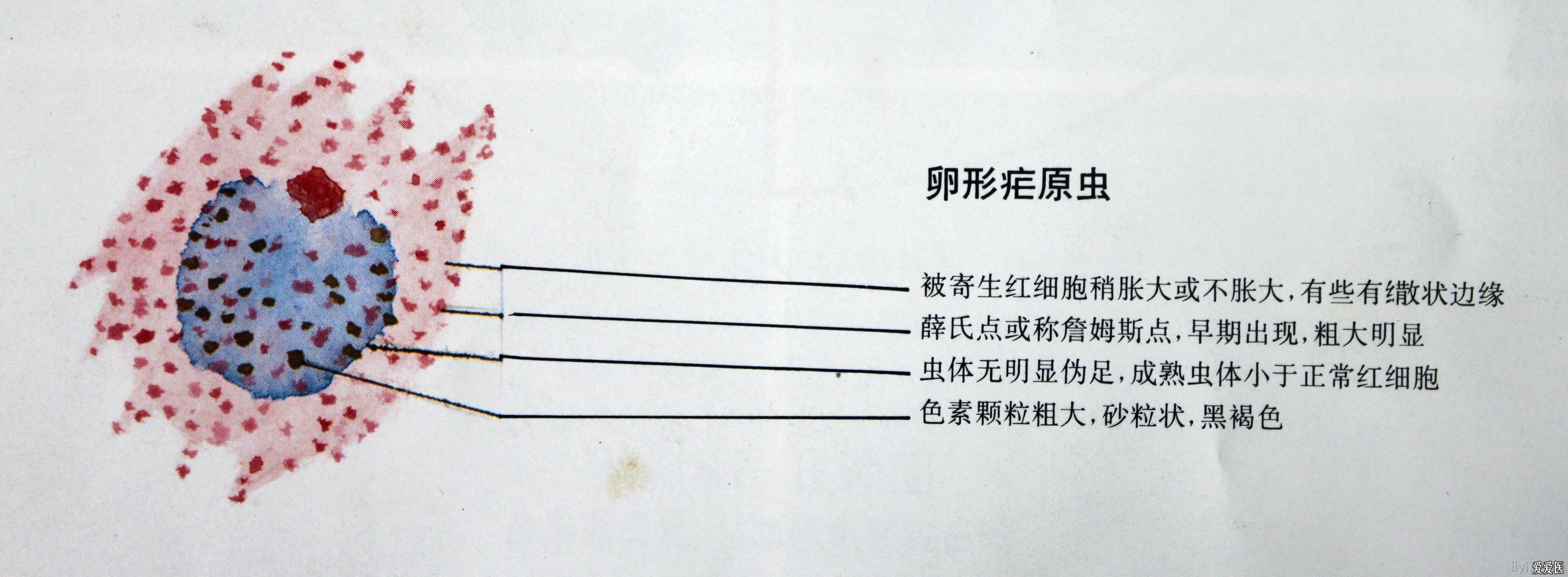 求疟原虫图片