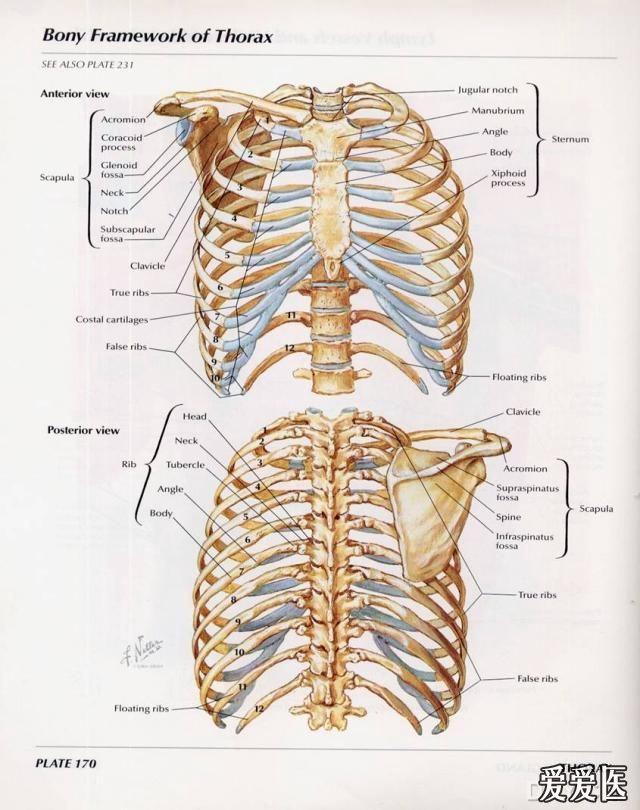 奈特图谱的胸部解剖图片