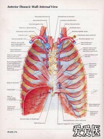 奈特图谱的胸部解剖图片 - 心脏和胸部外科讨论版 - 爱爱医医学论坛