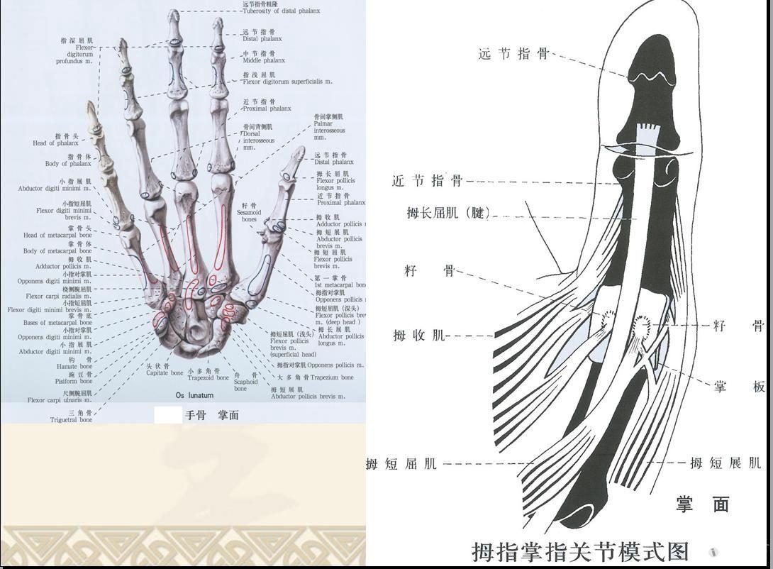 屈指肌狭窄性腱鞘炎【45期周六读片会课件】