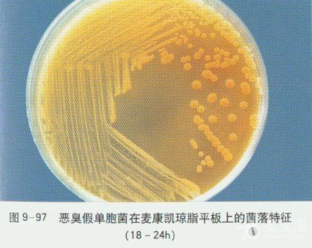 微生物图谱之非发酵菌
