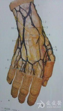手部及足部血管分布图