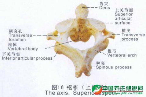 齿状突与与枢椎椎体不连 怎么理解?