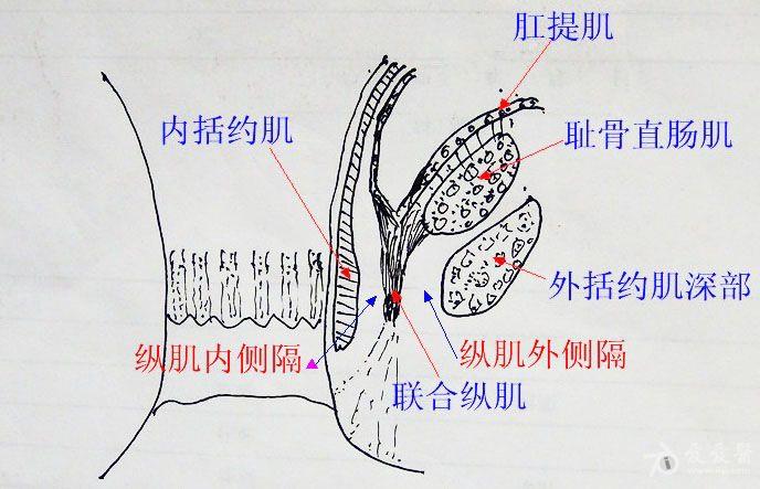 这是因为高位括约肌间隙位于肛管直肠环水平,与深部括约肌的关系紧密