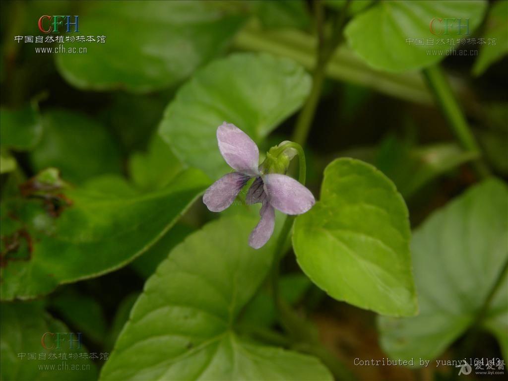 在浙江老家发现一味草药快速治愈痔疮(见图)