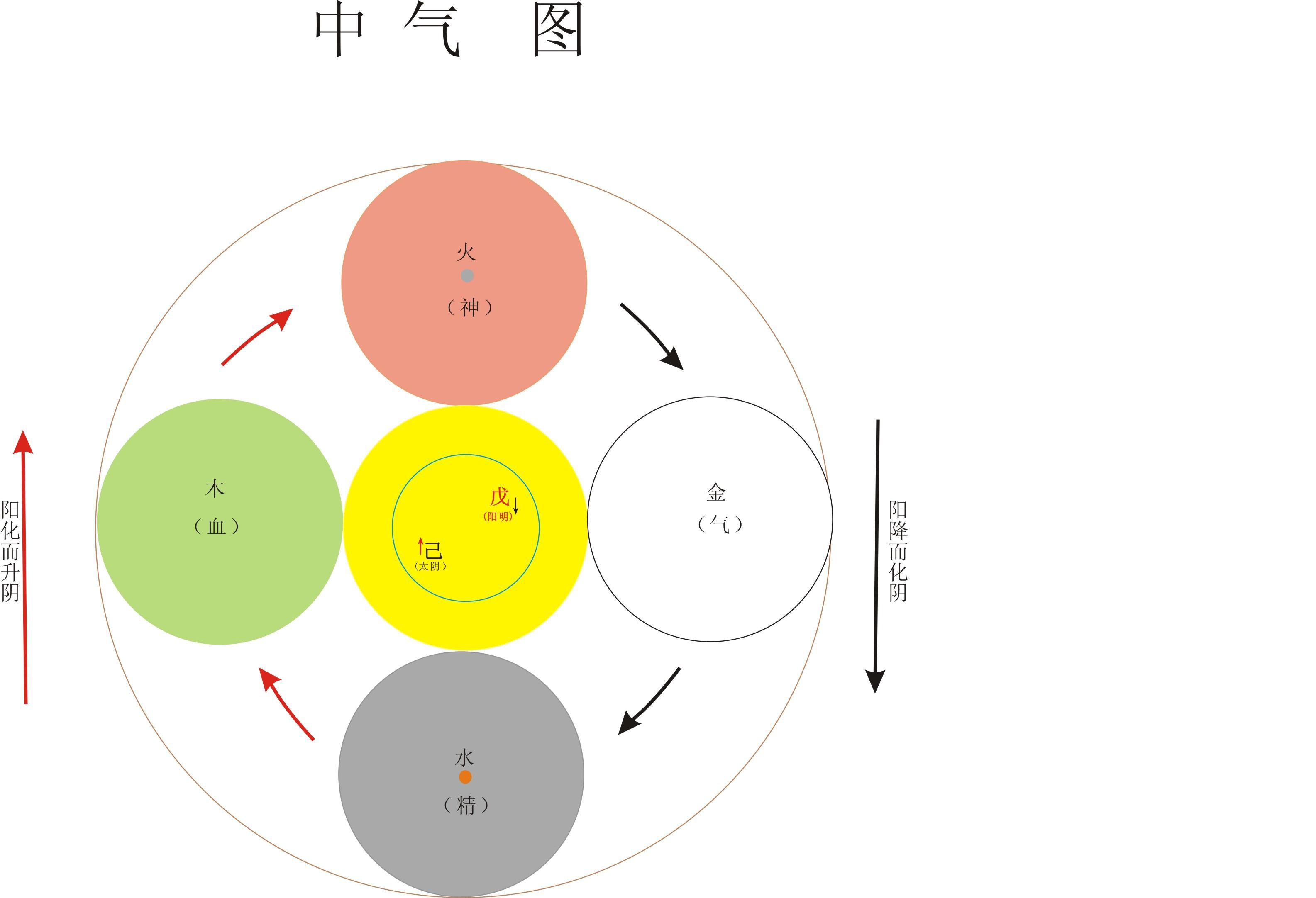 如何补中气——读《四圣心源》体会