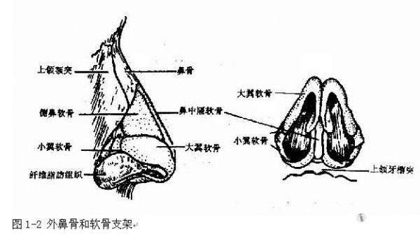 基础知识复习——外鼻(external nose)