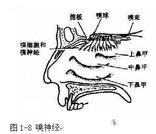 同鼻中隔分隔为左右两腔,每侧鼻腔包括鼻前庭及固有鼻腔两部分.