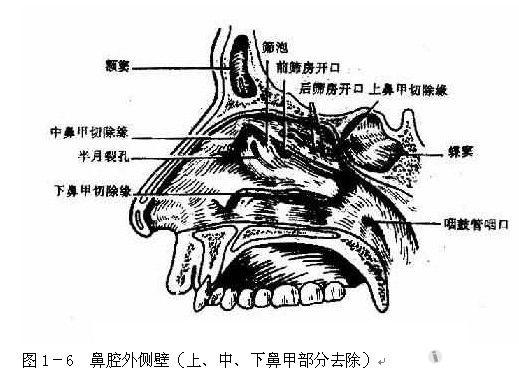 基础知识复习——鼻腔(nasal cavity) - 耳鼻咽喉-版