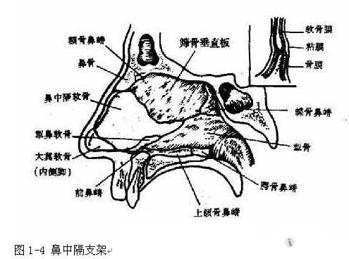 同鼻中隔分隔为左右两腔,每侧鼻腔包括鼻前庭及固有鼻腔两部分.