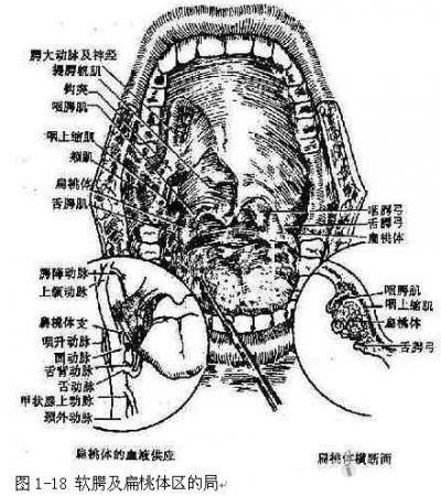 epipharynx)  在鼻腔的后方,颅底至软腭游离缘水平面以上的咽部称鼻咽