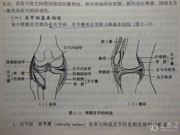 膝关节滑膜起于关节软骨的边缘, 然后反折于关节囊纤维层的内面作其