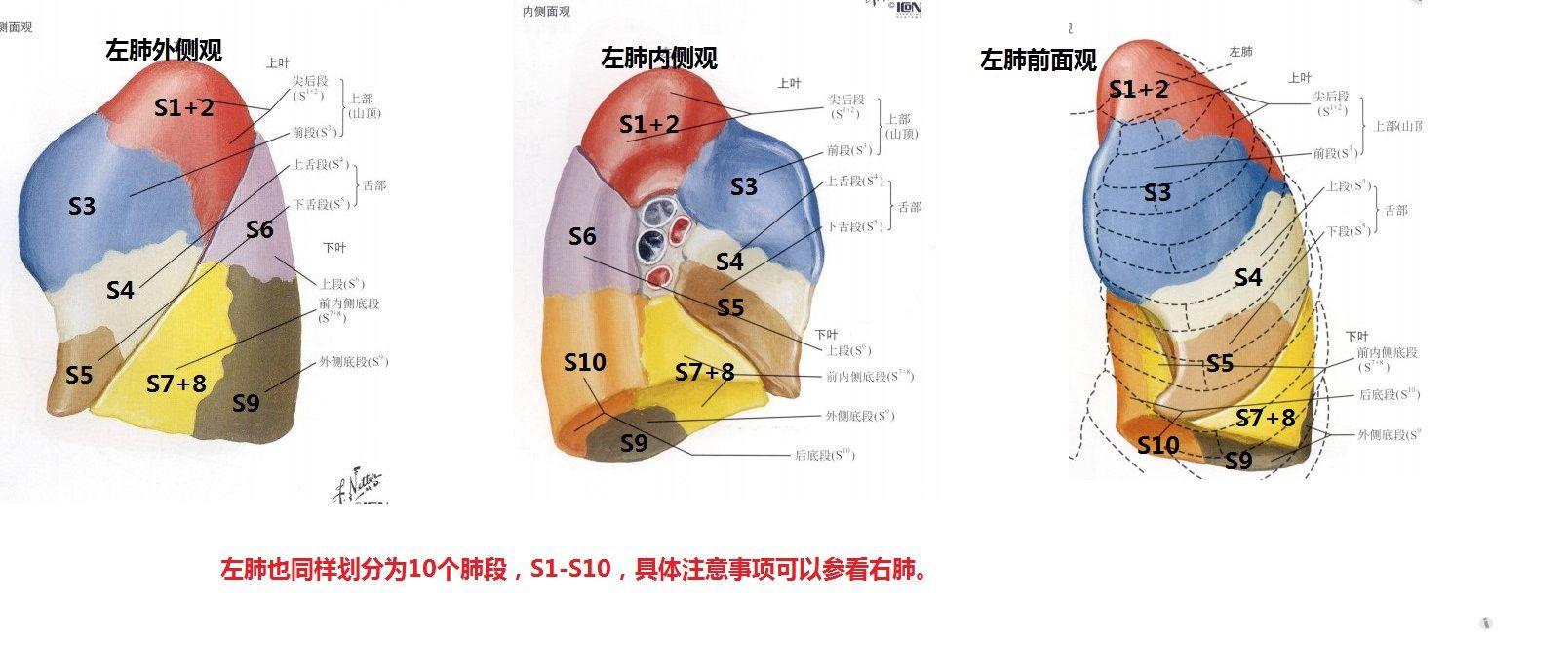 13:15:57 上面是肺叶的区分,下面进行肺段的区分