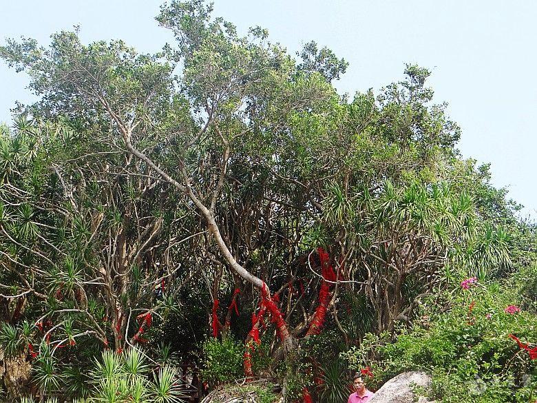 血竭的原植物美名"南山不老松"