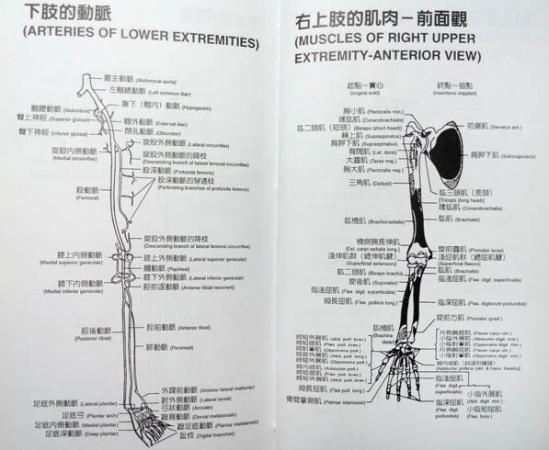 四肢神经肌肉动脉分布简图