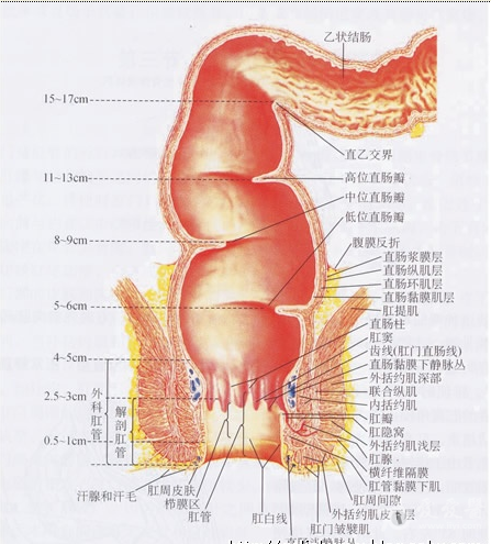 板凳回复a54580254天前肛管解剖图 肛肠病解剖图片 肛周感染间隙及
