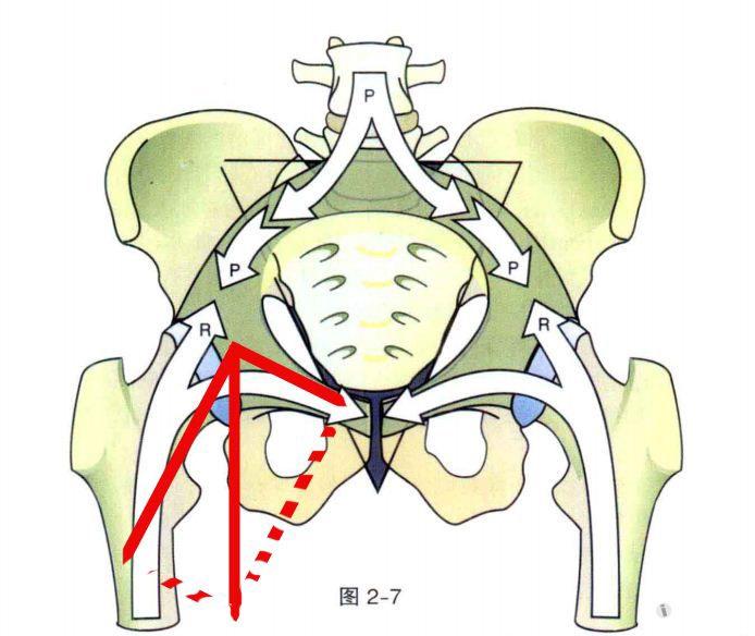 人体力学结构杂谈(骨盆)