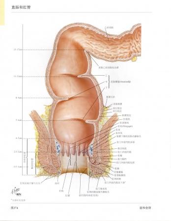 《奈特人体解剖彩色图谱》第三版里面直肠部分
