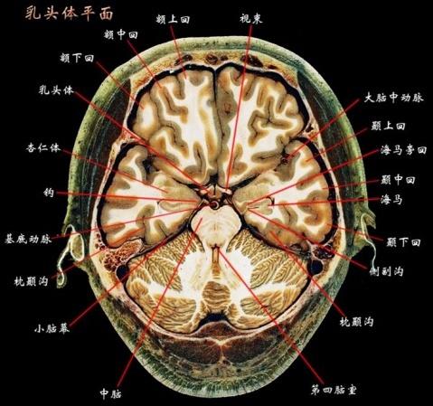 神经系统资料 - 神经内科讨论版 - 爱爱医医学论