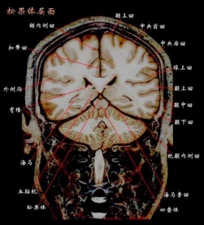 神经系统资料 - 神经内科讨论版 - 爱爱医医学论