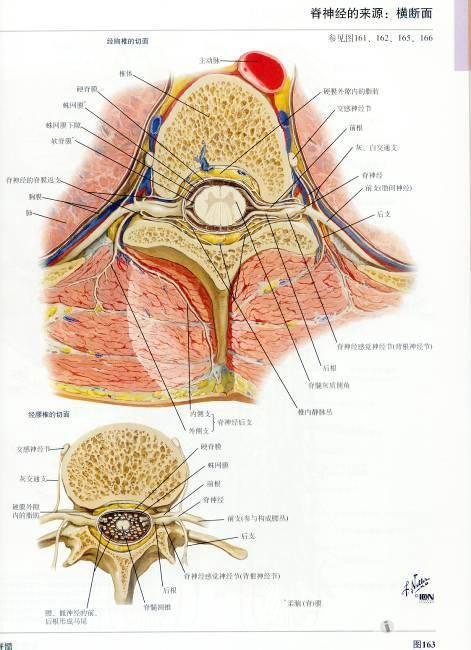 椎小关节增生 6. 脊髓变性 7.