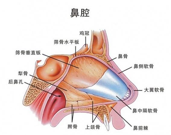 解剖基础2——鼻腔