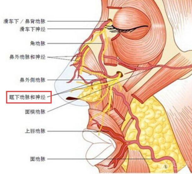 6楼回复东野巴人2015-04-23 21:35:11③眶下动脉infraorbital artery