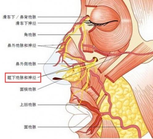 上牙槽前后动脉在上额窦前及后外侧壁内相互吻合.