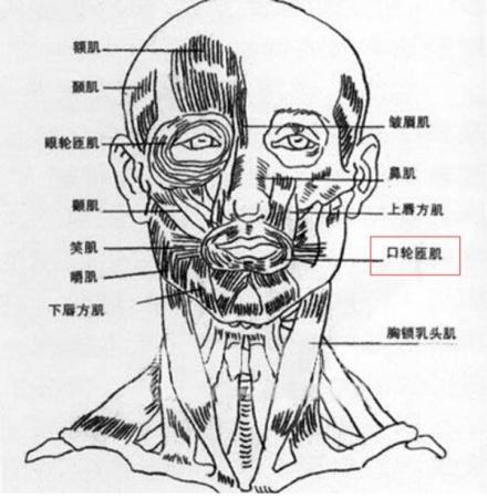 另有口轮匝肌的一束纤维,向上附着于鼻翼及其皮肤,亦有压降鼻翼和收缩