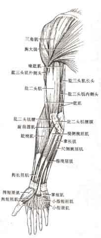 四肢创伤骨科及手外科,脊柱外科解剖图谱