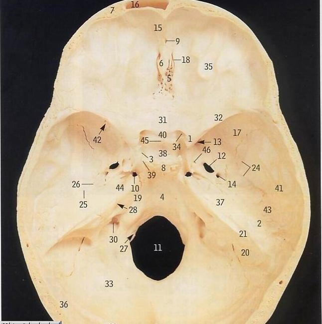 颅骨